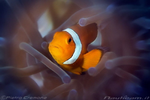 Fluo clownfish - shot with radial filter by Pietro Cremone 